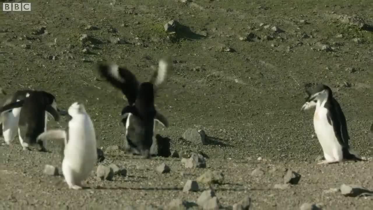 The Dirty Side Of Penguins | Wild Stories | BBC Earth