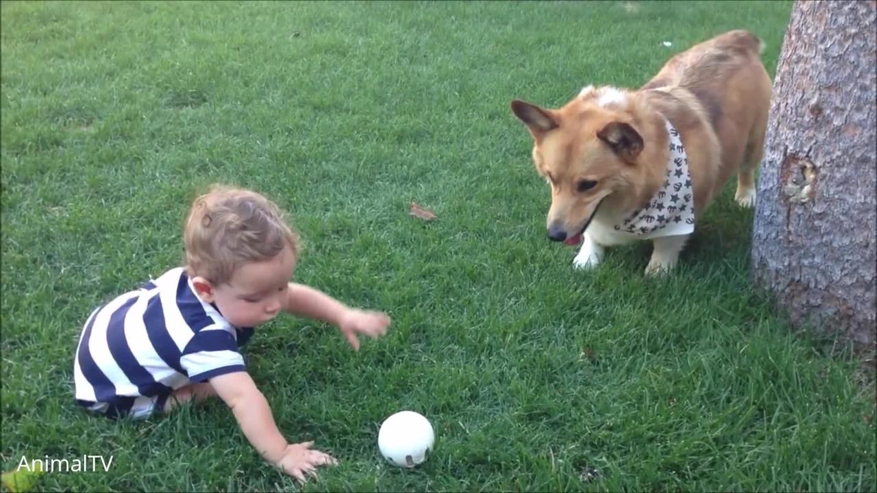 Corgi Are The Best - CUTEST Compilation