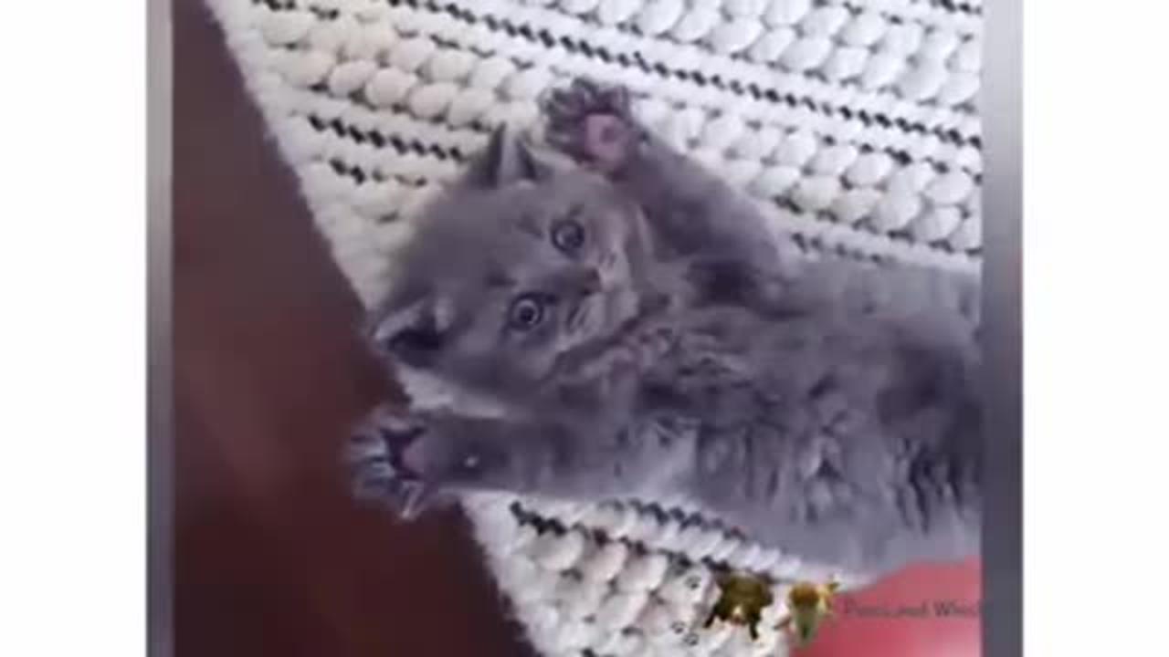 Funny pets compilation 2022