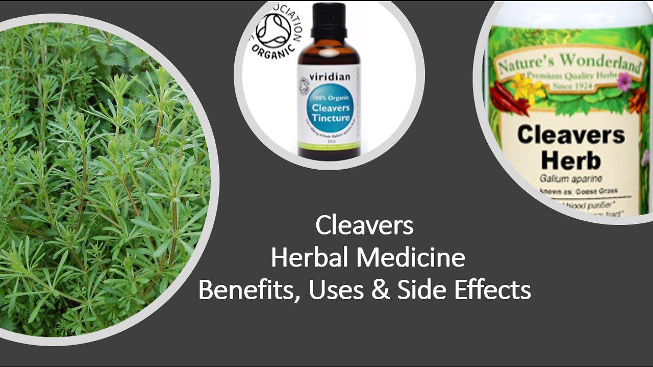 Cleavers  - Herbal Medicine -  Benefits, Uses & Side Effects