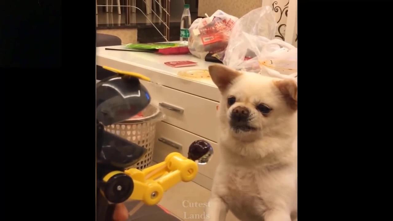 Try Not To Laugh -  Pets Compilation