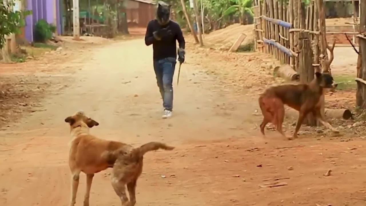 dog prank funny video