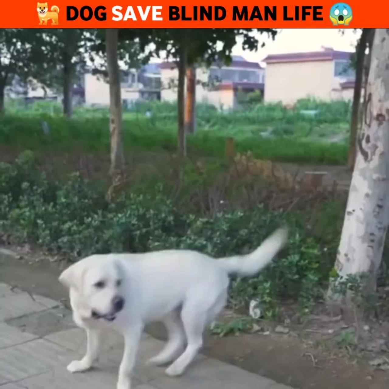 Man' s best friend dog, saves his blind owner from fire