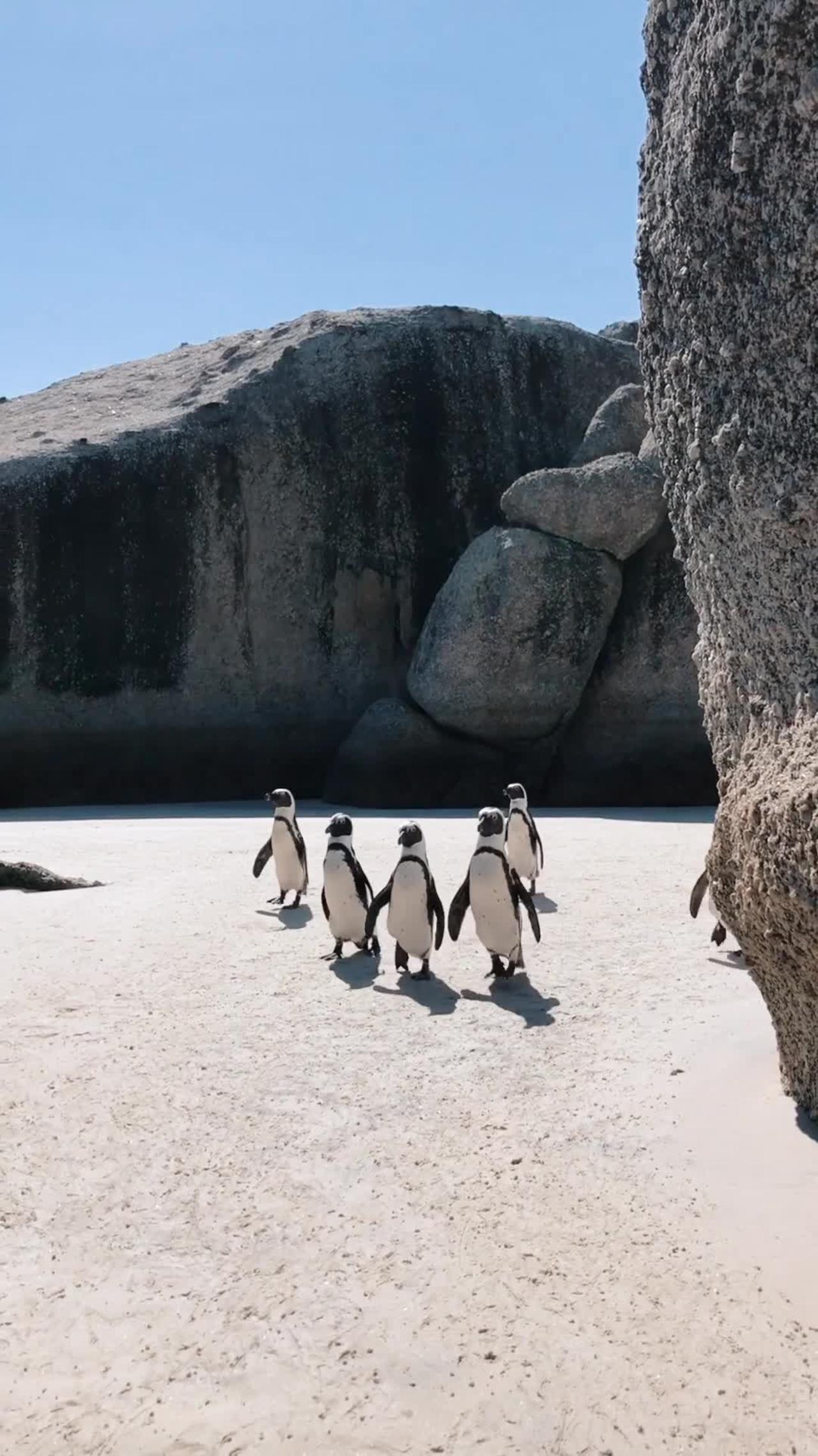 video-of-penguins-walking