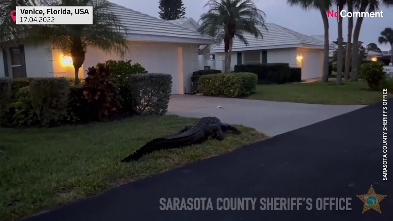 Large alligator crawls through Florida community
