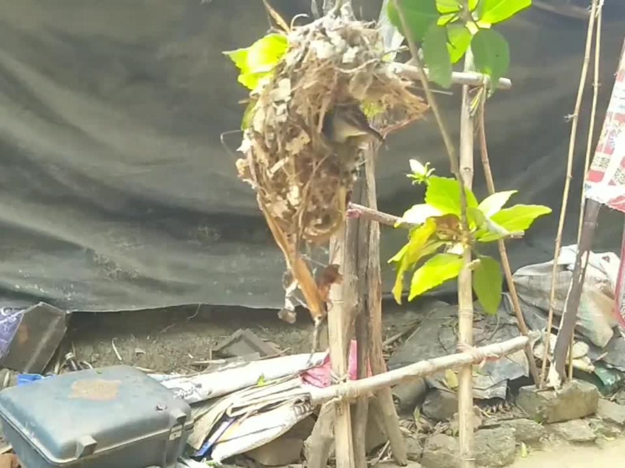 Asian Humming bird
