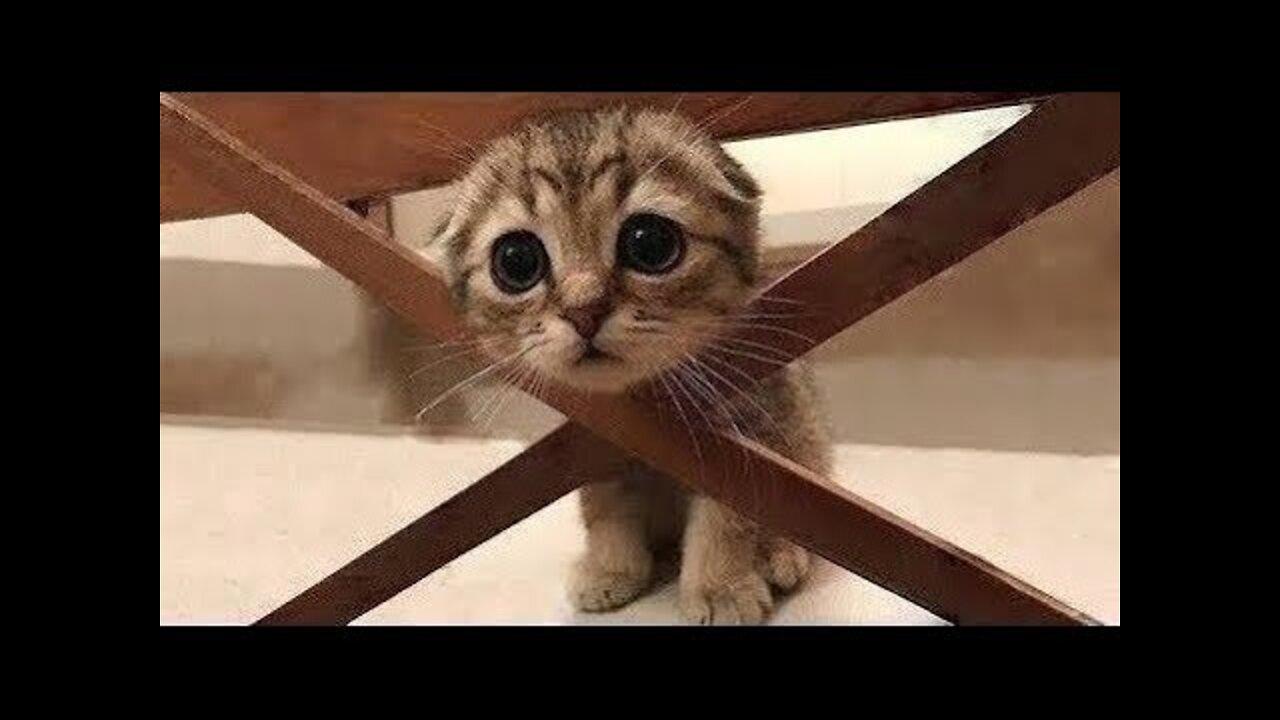 Cute And Funny Pets | Try Not To Laugh To These Pets Compilation #7 Cutest Lands Love Pets