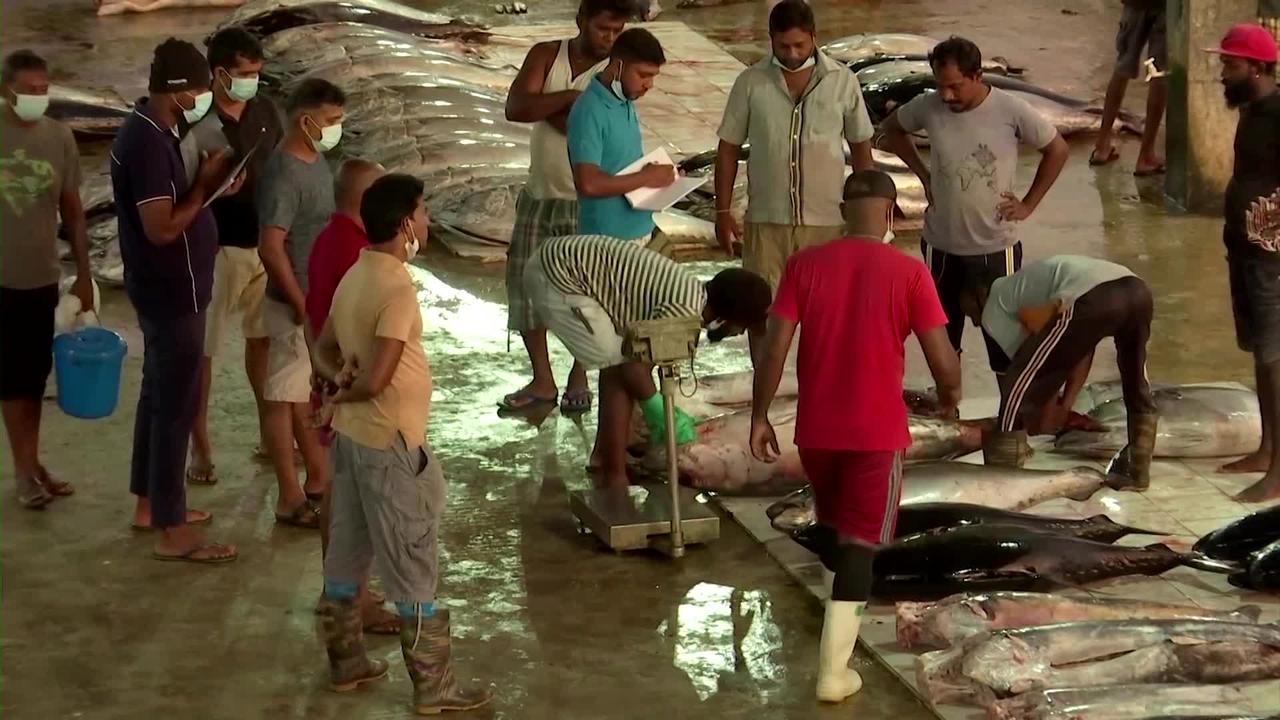 Fishermen struggle amid Sri Lankan financial crisis