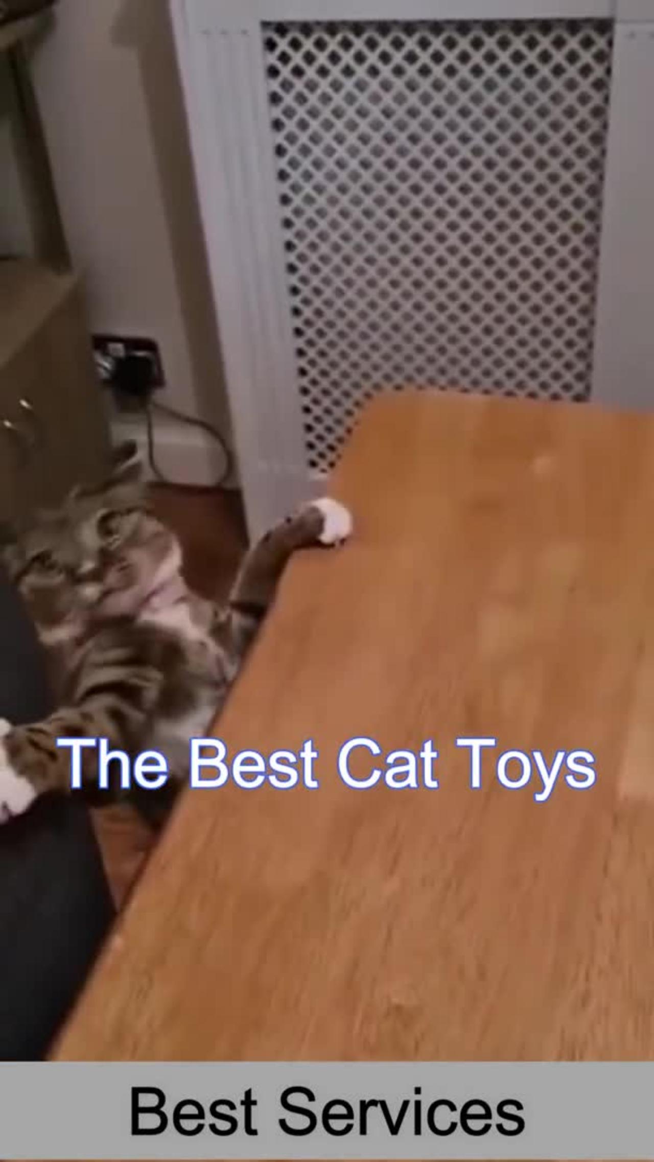 Best Funny Cat Videos | Funniest Cats | Funny Animal Videos | Best Services |