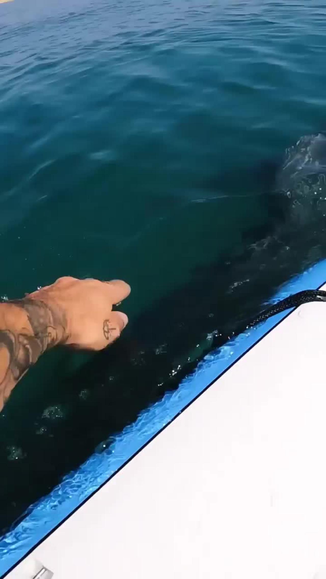 Shark Close Video clips