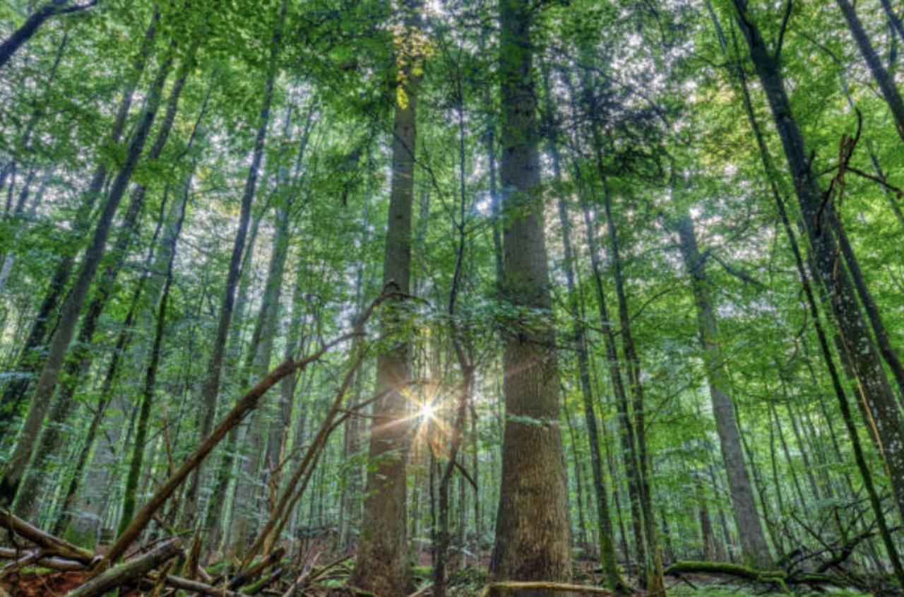 Biden’s Executive Action to Order Study of Old Growth Tree Forests