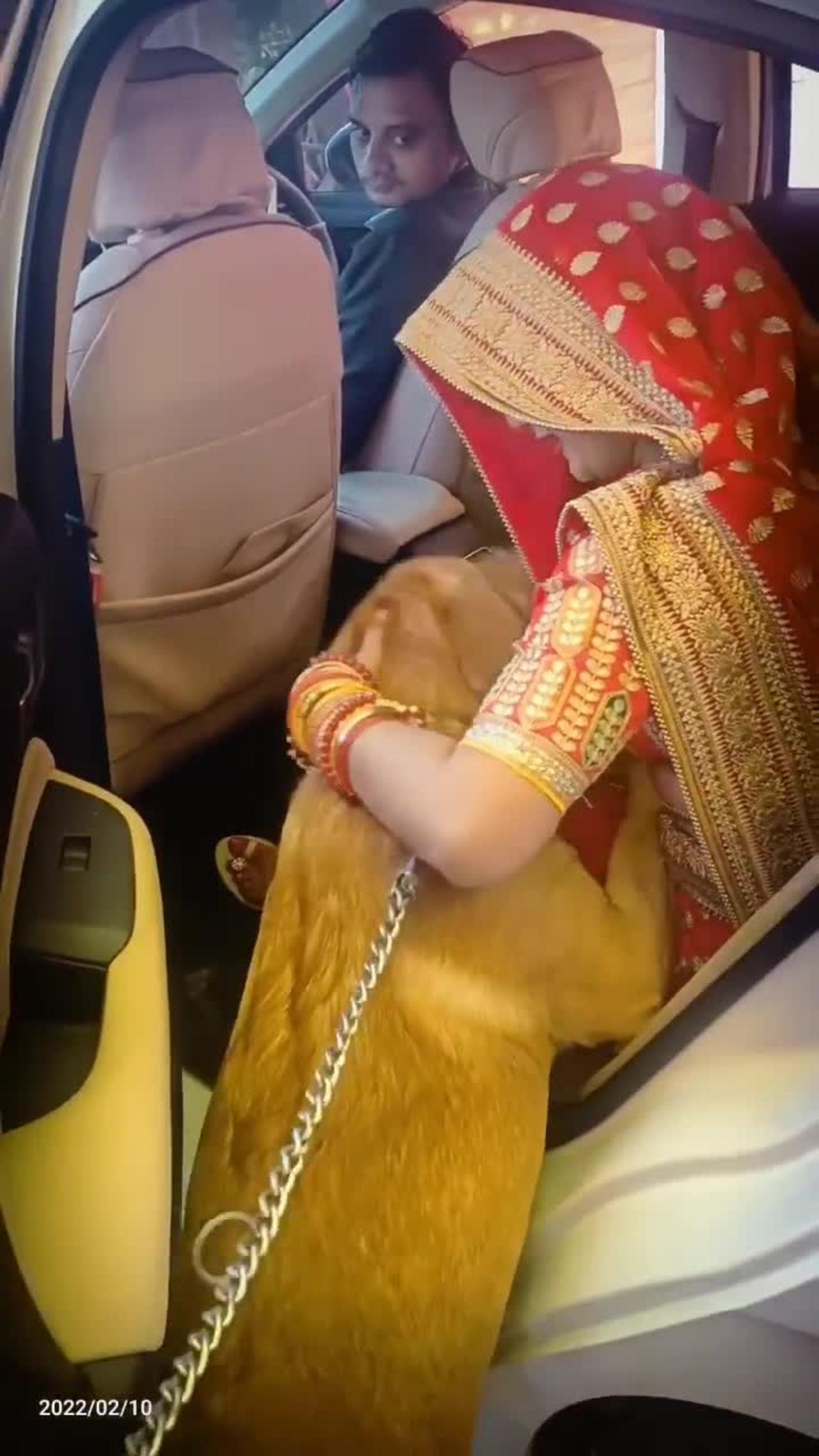 The dog was crying for girl weddings time video