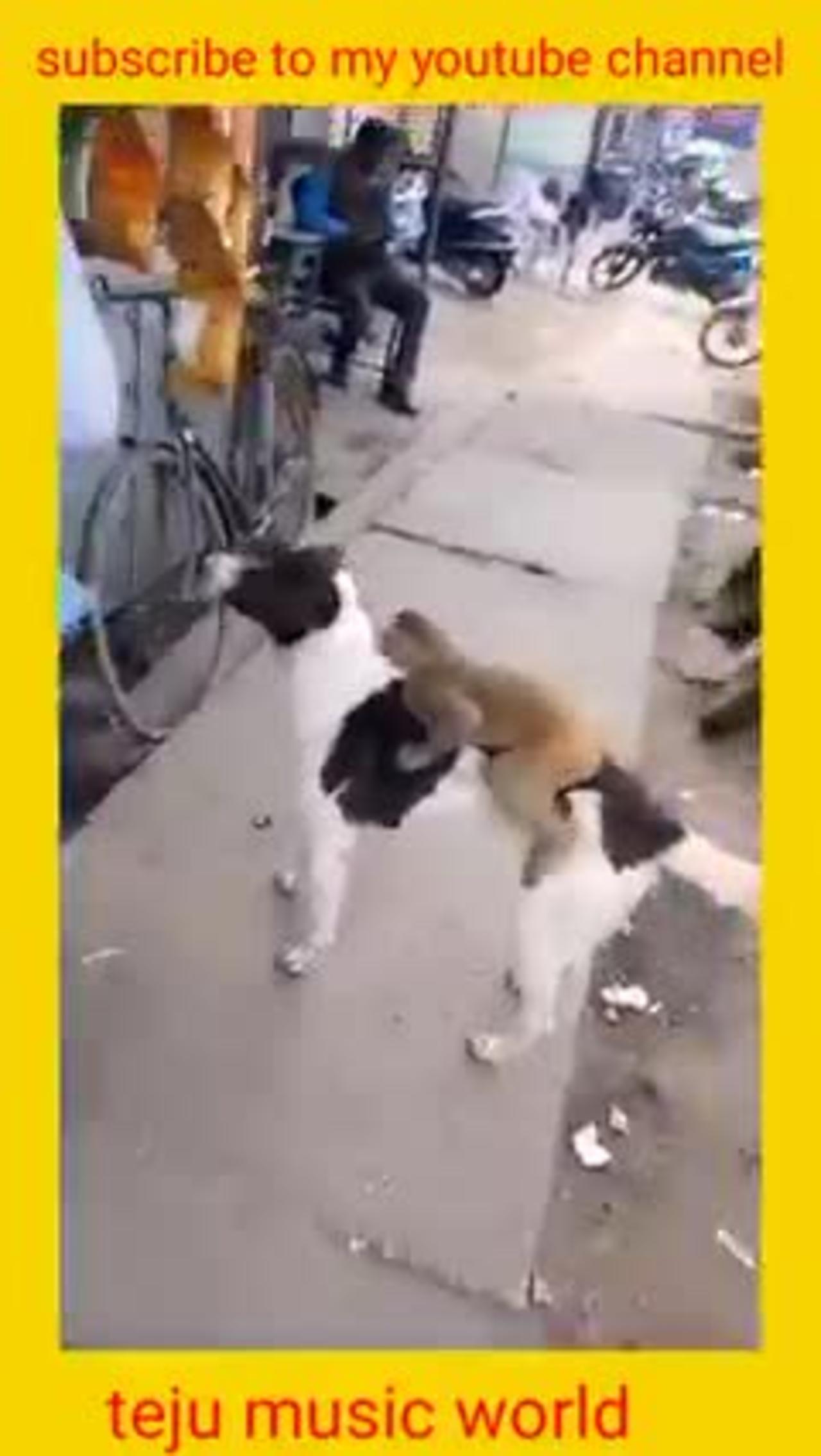 Dog and monkey funny videos
