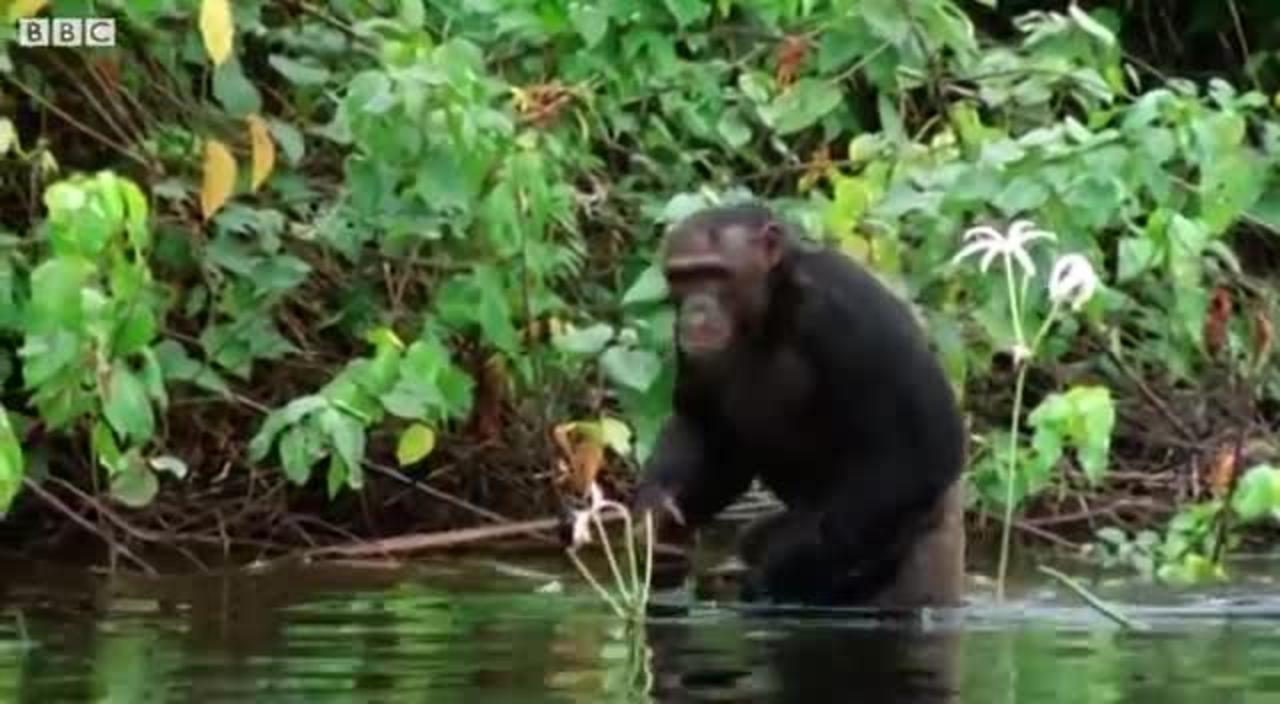 Chimpanzees Go Shopping | Walk On The Wild Side | Funny Talking Animals | BBC Earth