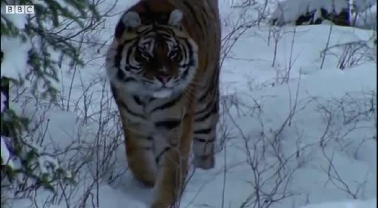 A Snow Tiger Complaining About Snow | Walk On The Wild Side | Funny Talking Animals | BBC Earth