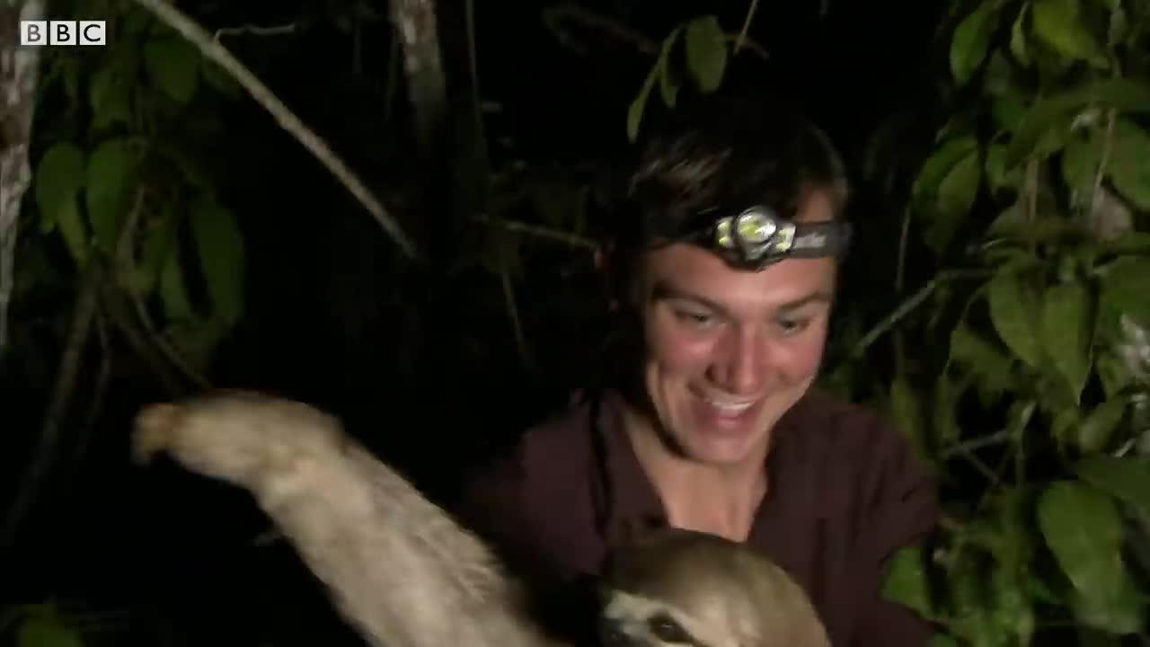 Zoologist spots Three Toed Sloth on Riverbank | The Dark: Nature's Nighttime World | BBC Earth