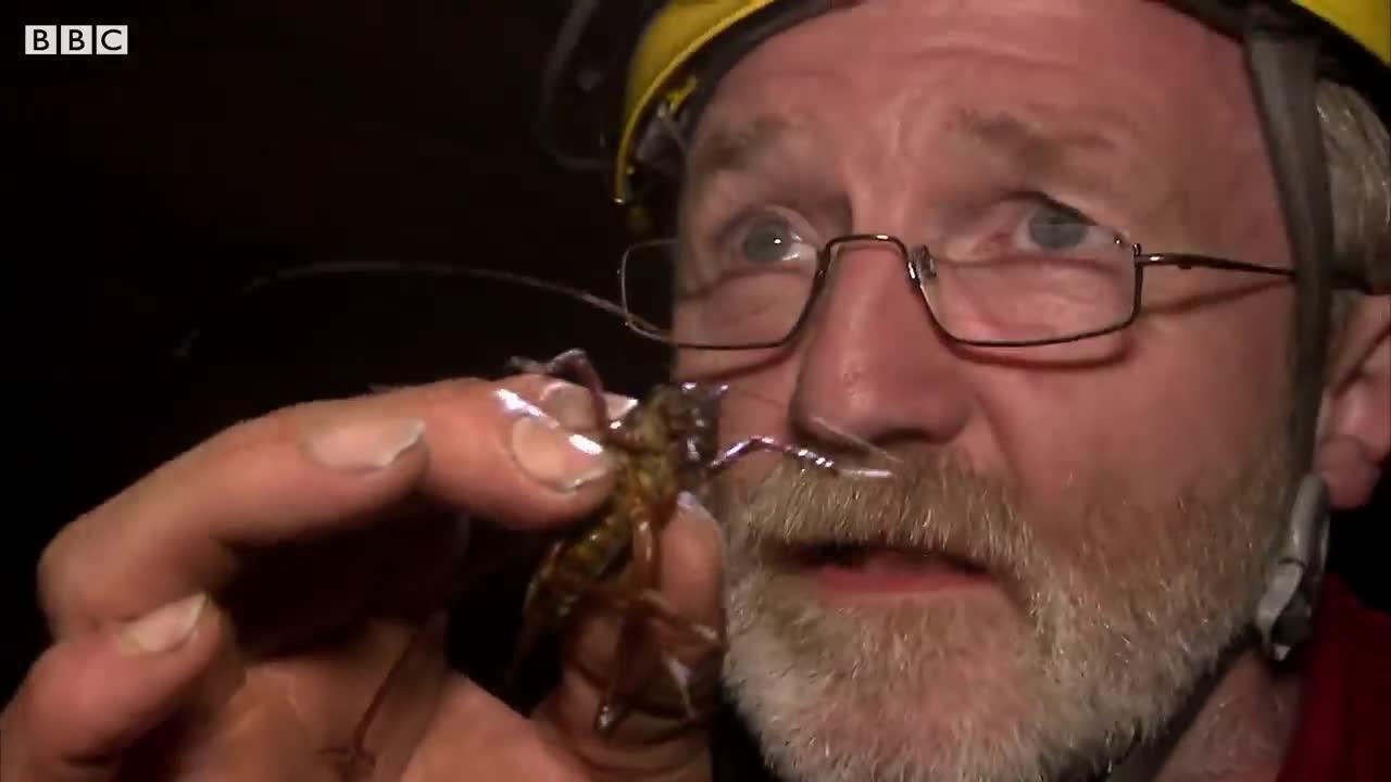 Swimming Cricket Bites Zoologist | The Dark: Nature's Nighttime World | BBC Earth
