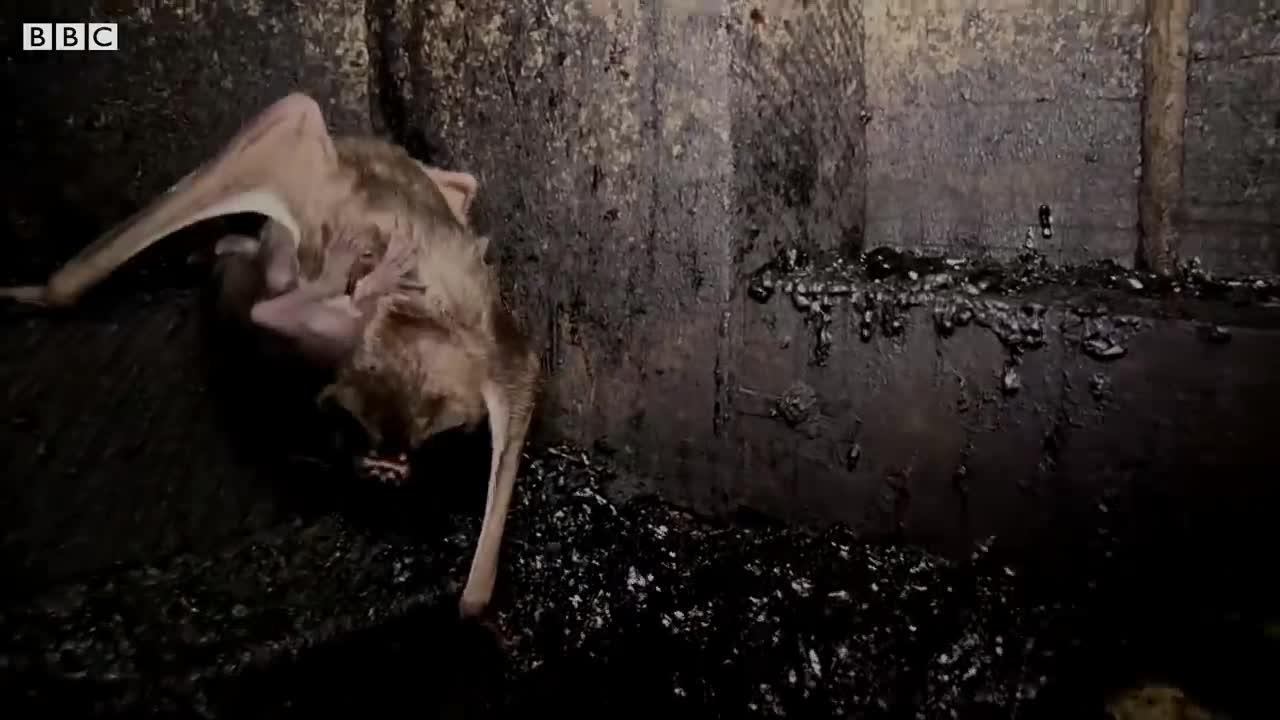 Vampire Bat Colony Found In Abandoned Hut | The Dark: Nature's Nighttime World | BBC Earth