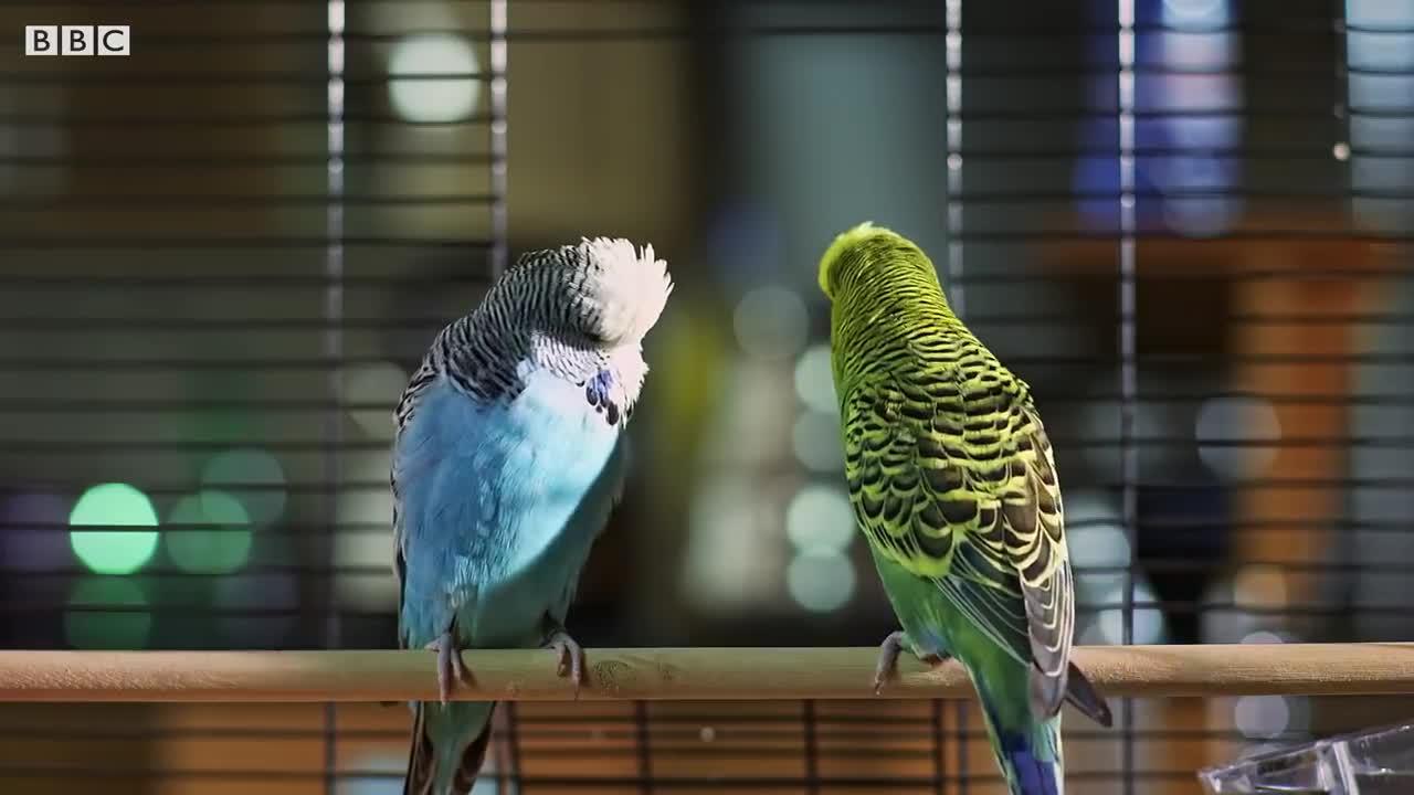 Budgie Courtship Ritual | Pets: Wild At Heart | BBC Earth