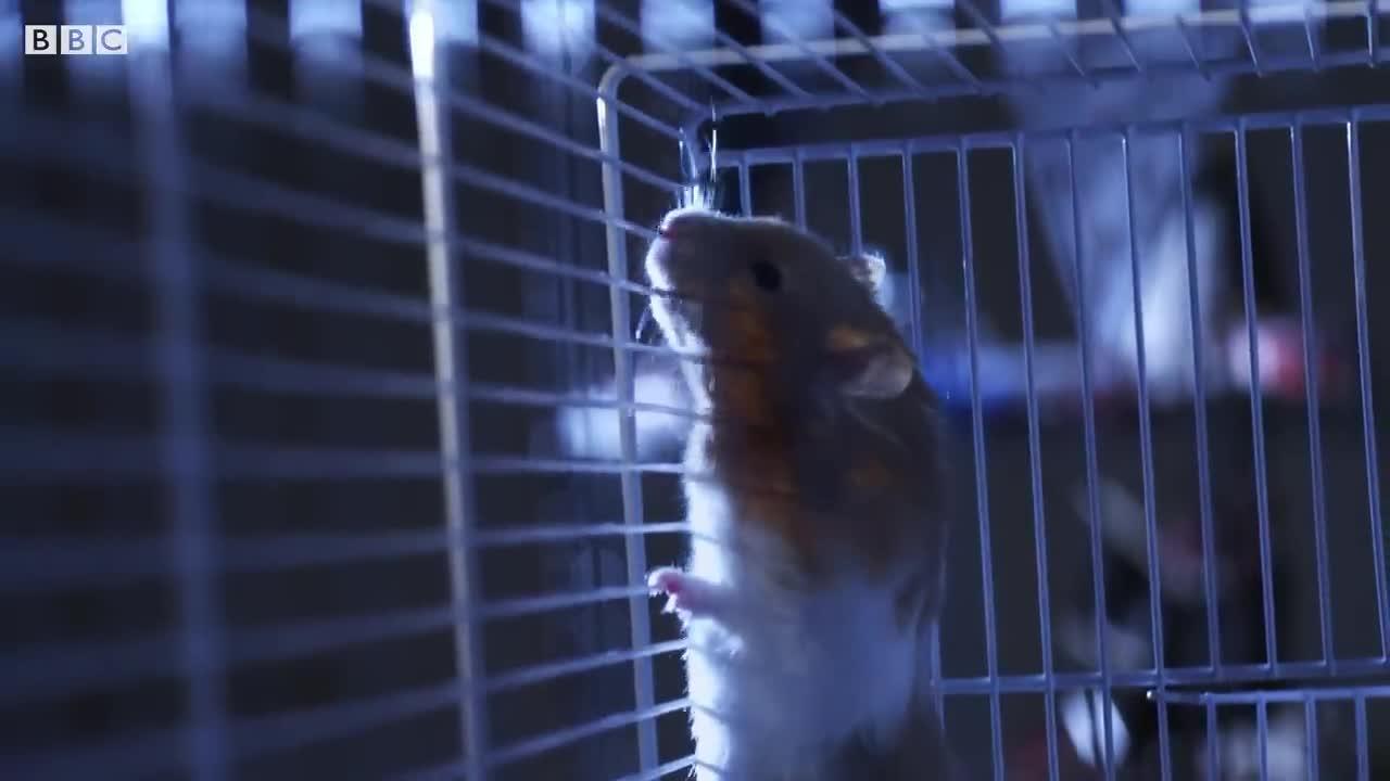 Hamster Escapes Cage To Go Exploring! | Pets: Wild At Heart | BBC Earth