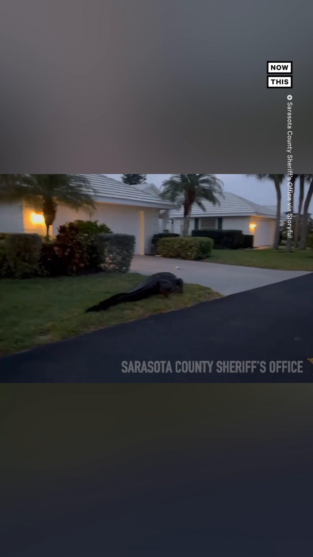 10-Foot-Long Alligator Spotted in Florida Neighborhood