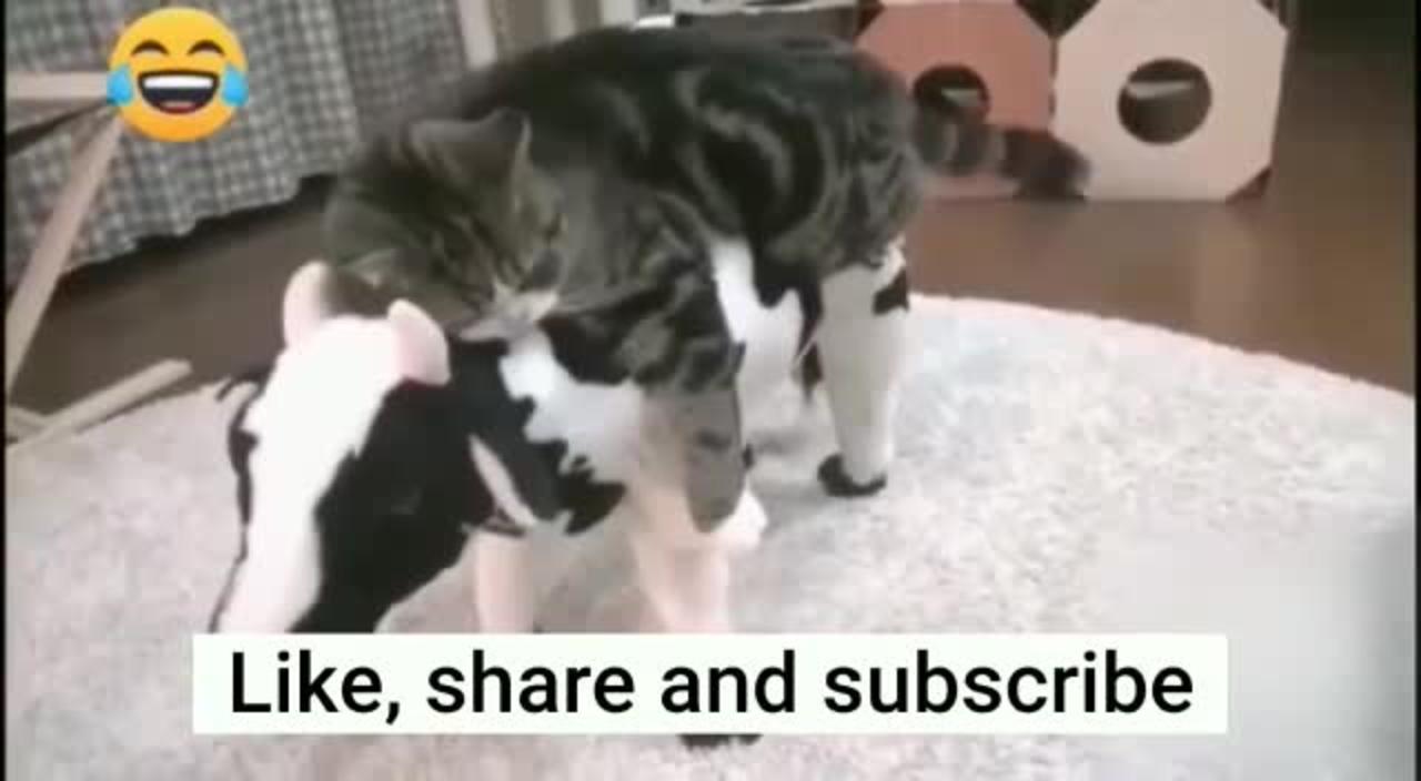 Funniest Animals | Cute Cats | Funny Animal Videos | OMG So Cute | Funny Animal Compilation