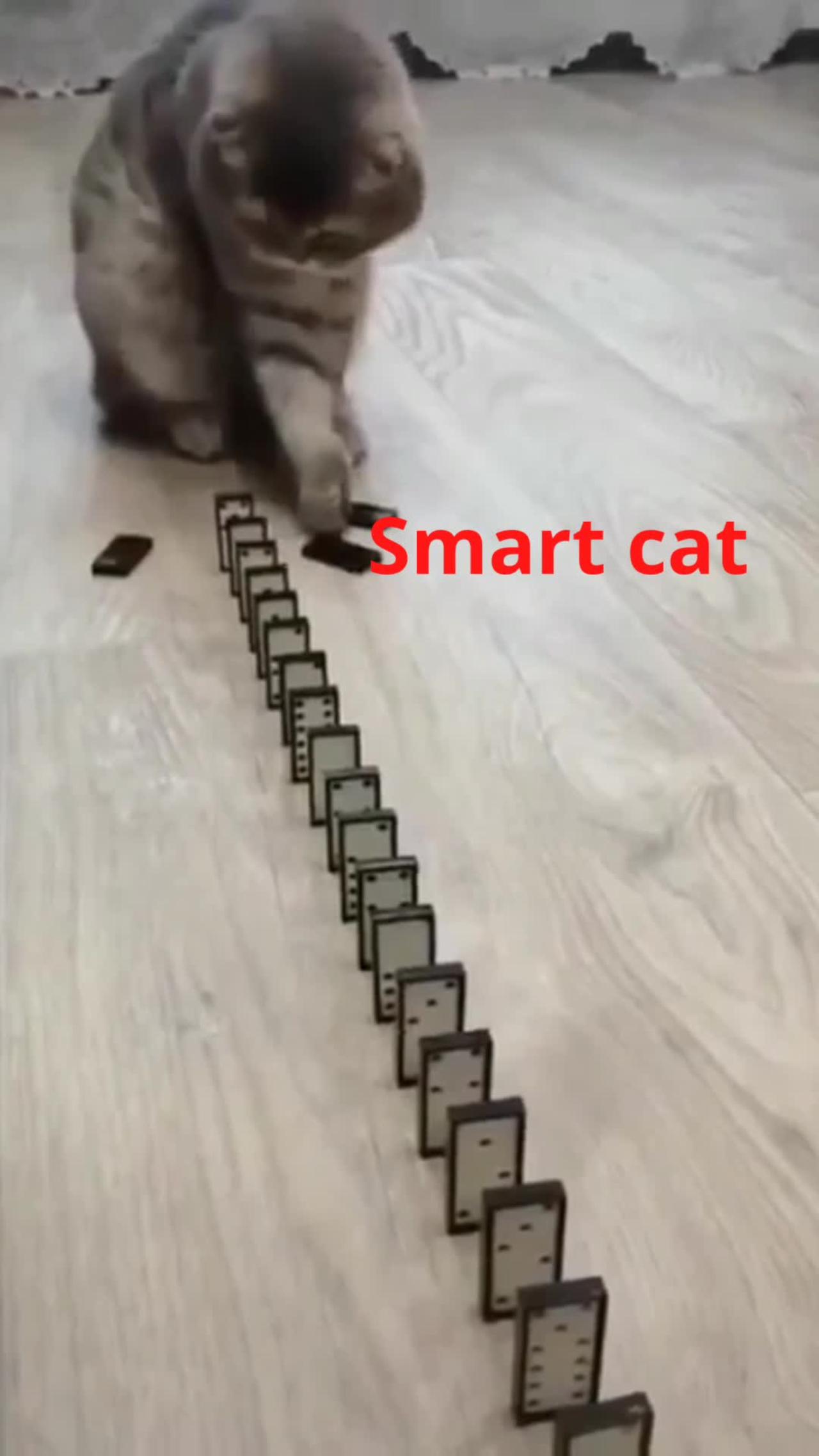 Smart cat