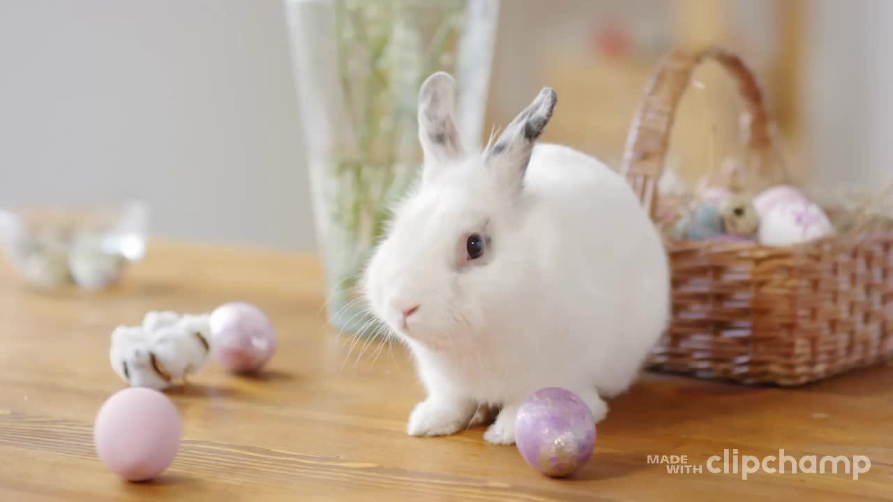 Rabbit Videos