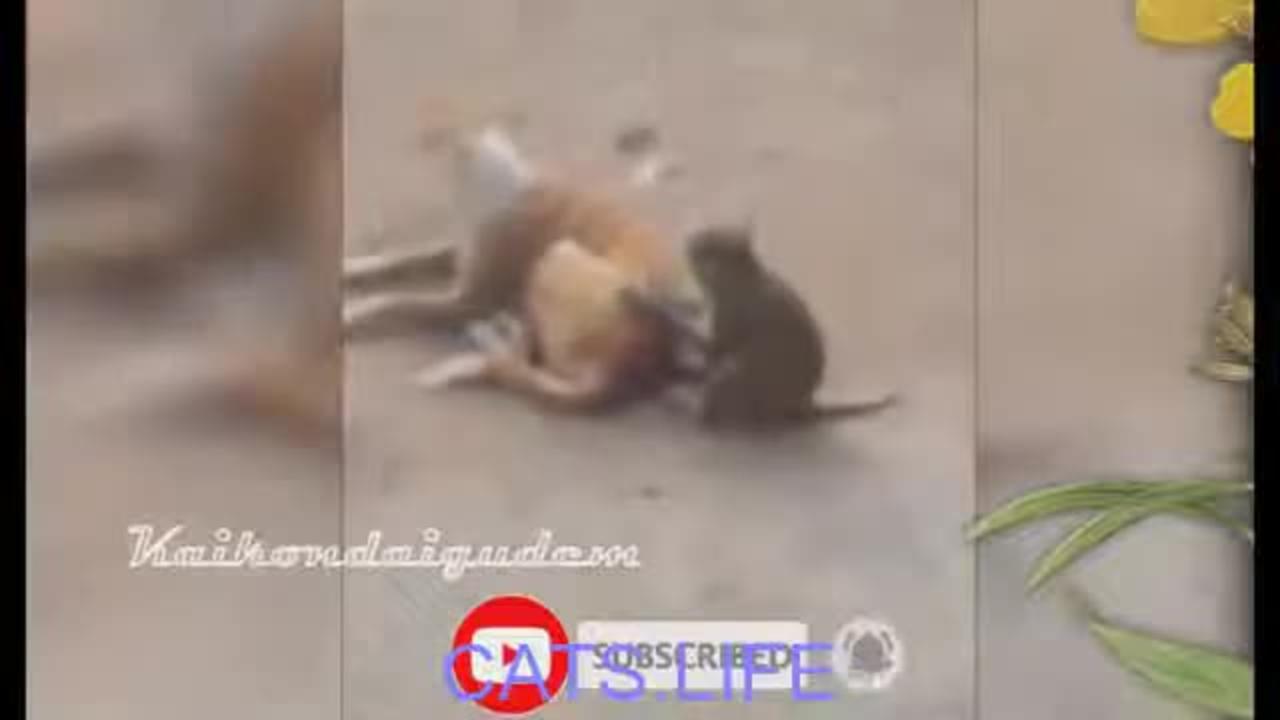 CATS LIFE - Monkey And Dog Funny Video