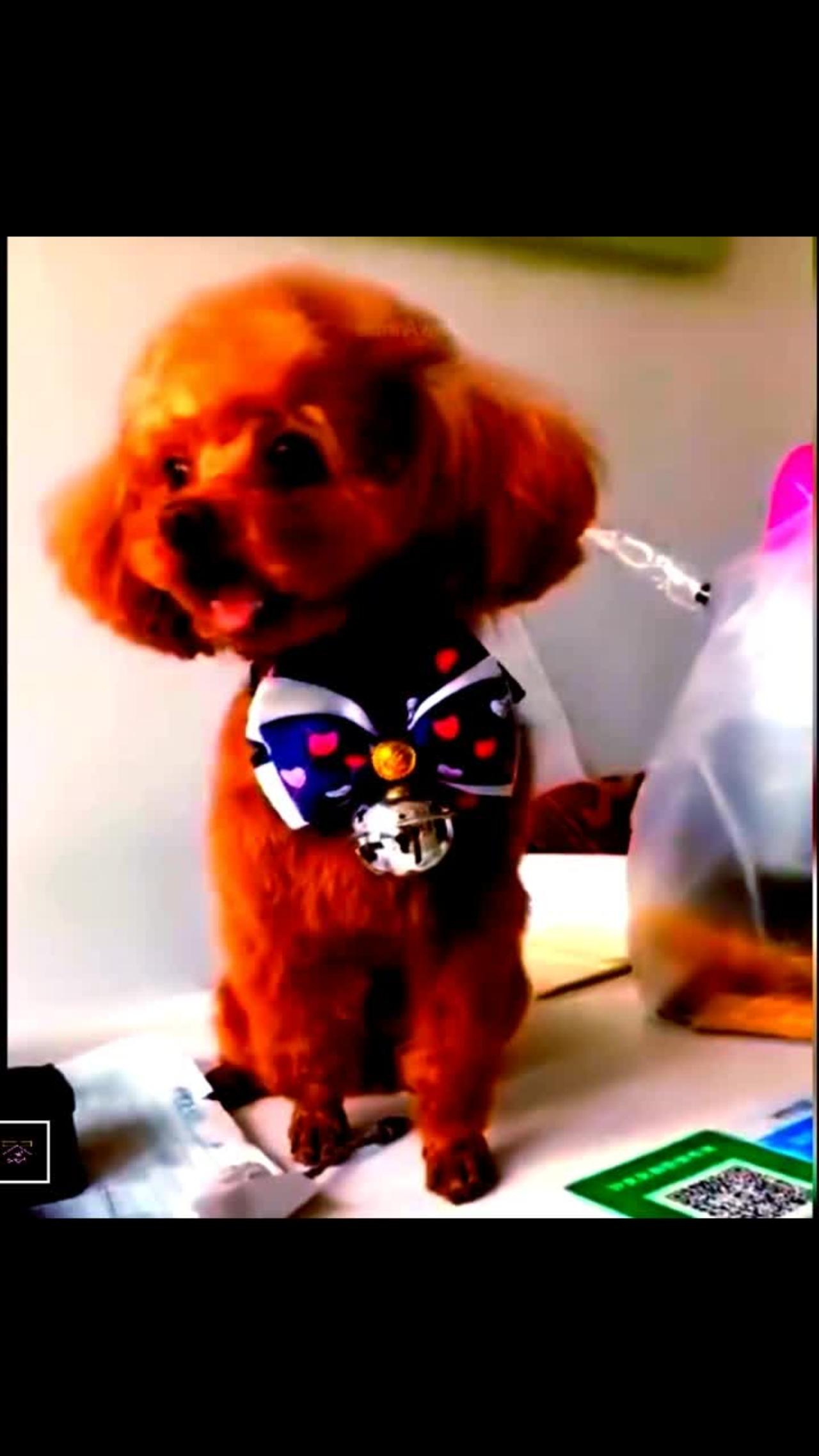 smallest dog breeds \ dog funny videos