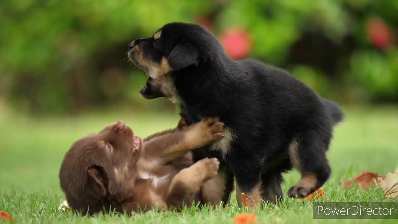 Baby Dogs - Cute and Funny Dog Videos Compilation