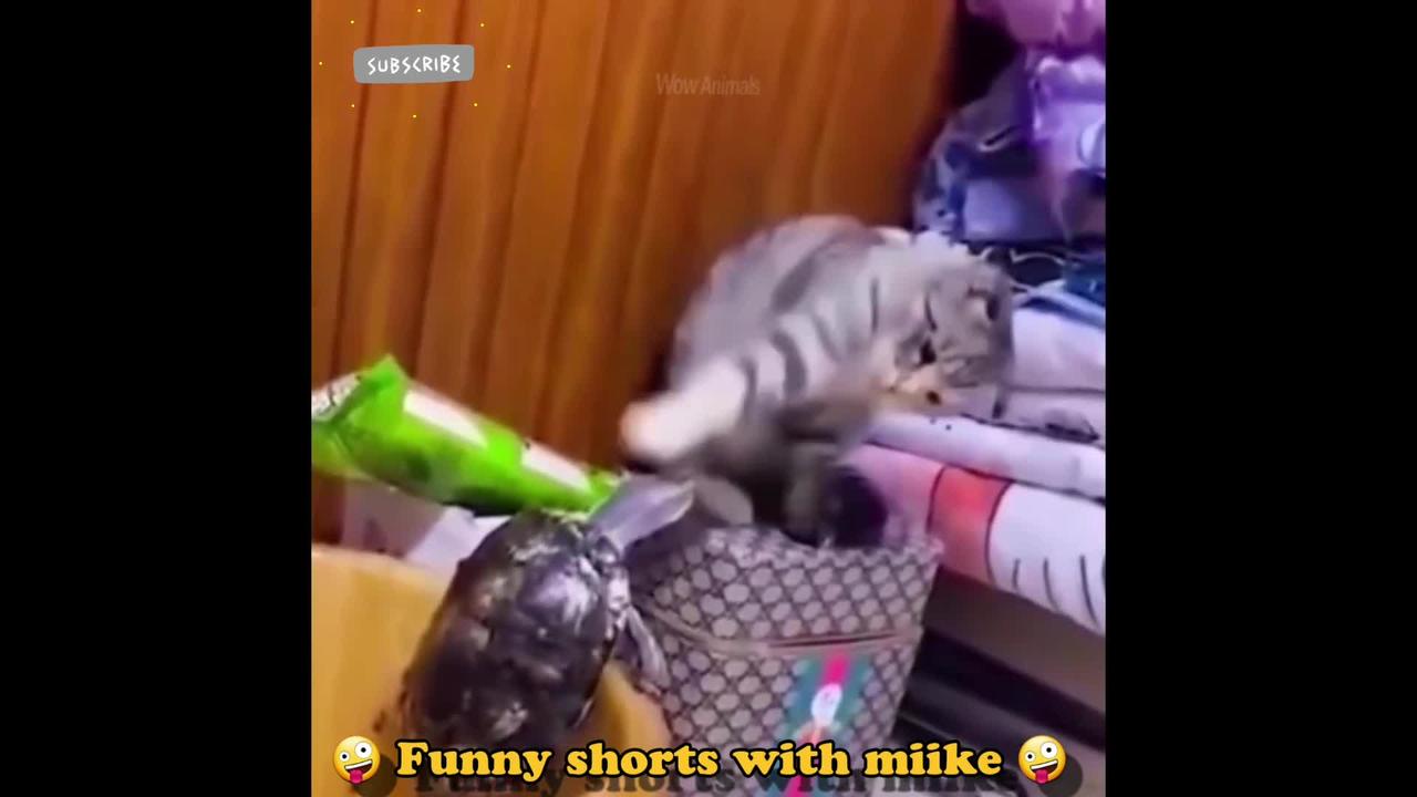 Funny Dogs and Cats - Best funny videos of 2022 #funnycat #funnydog #funnyanimal