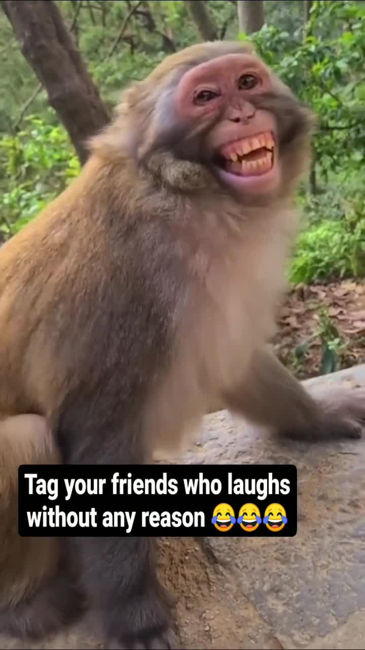 Funny monkey laughing - comedy videos.