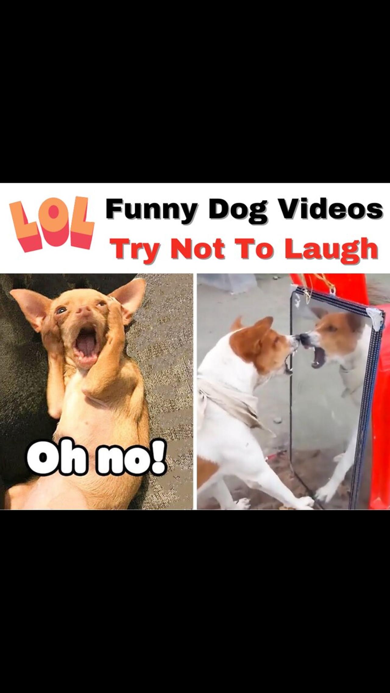 Unbelievable!!! Funny Dog Videos Try Not To Laugh 🦴🐕🐶✔️1