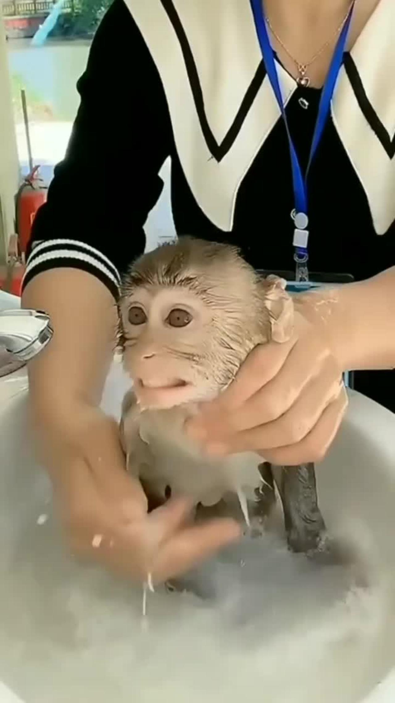 Funniest monkey bathing 😂 - Comedy videos