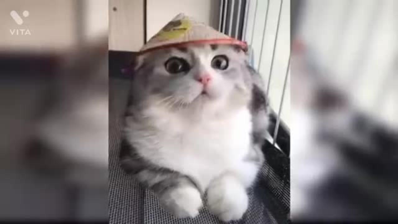 Baby dog and cat cute funny video 😄