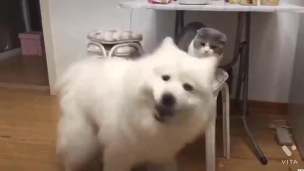 Cute dog and cat 🐈 happy moments