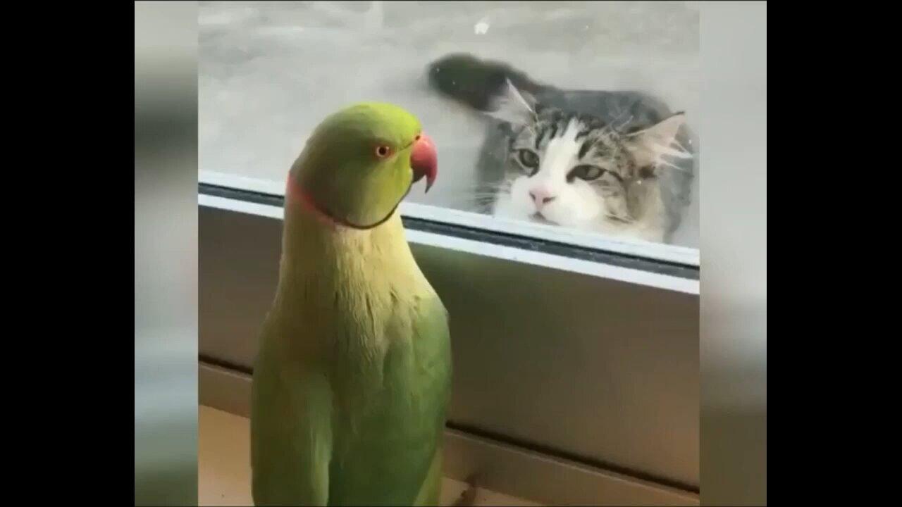Funny Animal Videos 😂(Try Not To Laugh)