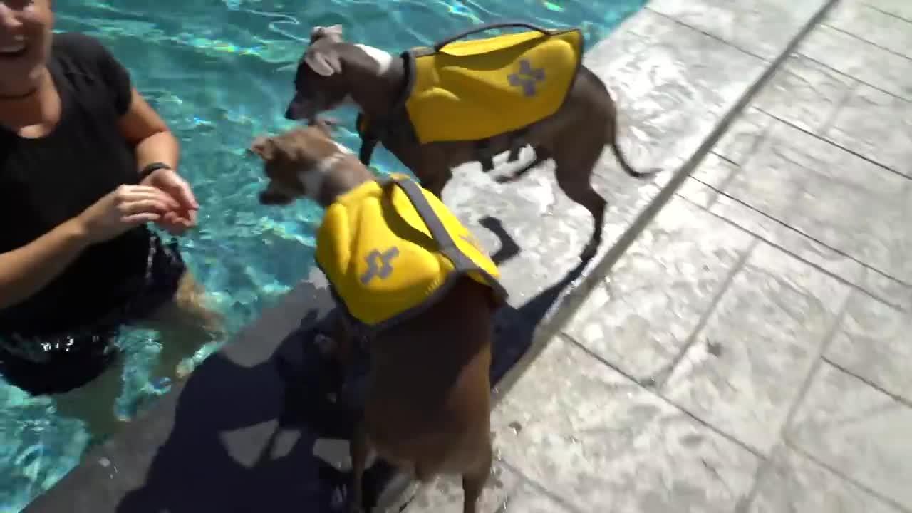 Teaching Your Dogs How To Swim In The Pool