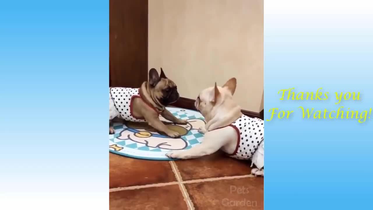 Funny And cute animal video's