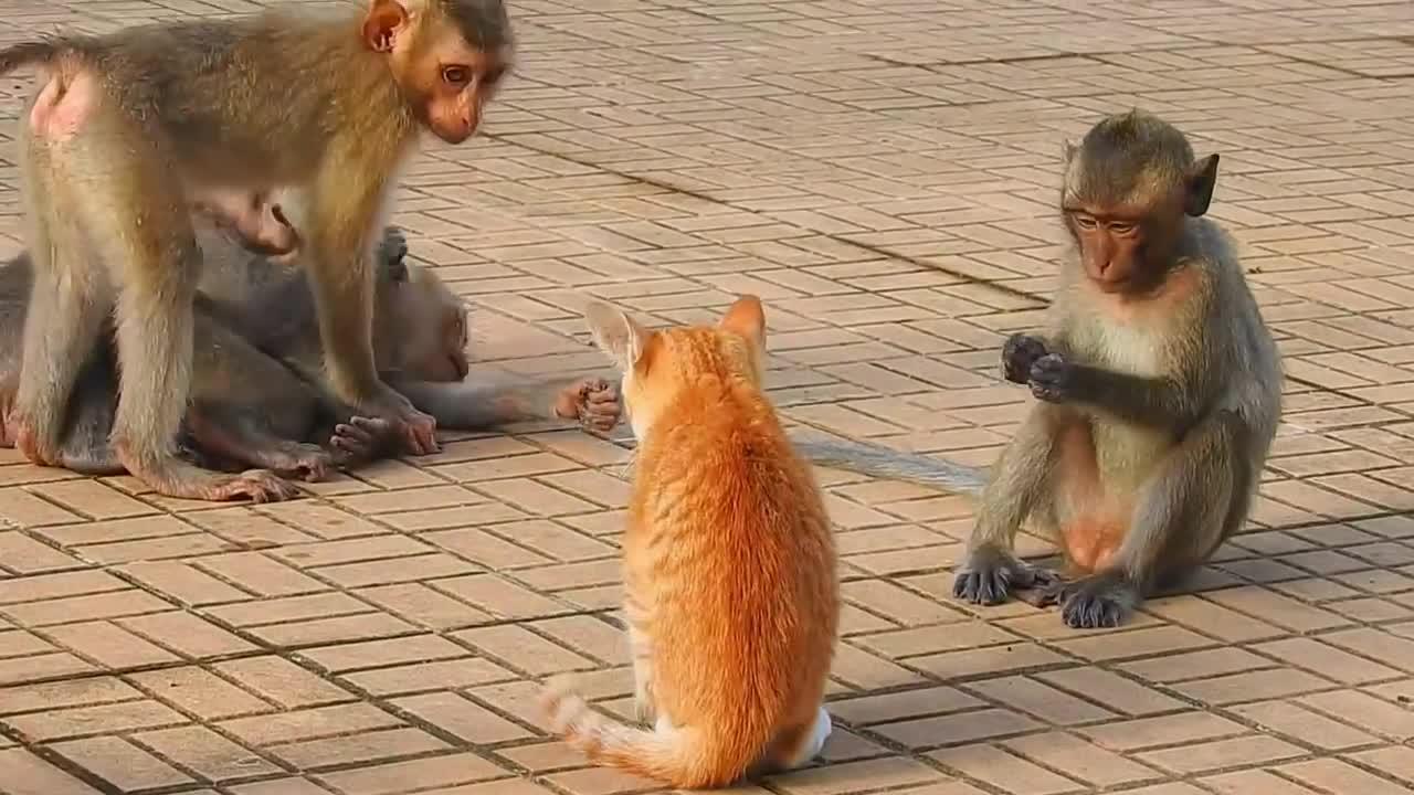 Monkey vs dog real fight | funny dog vs monkey video l funny video l comedy videos