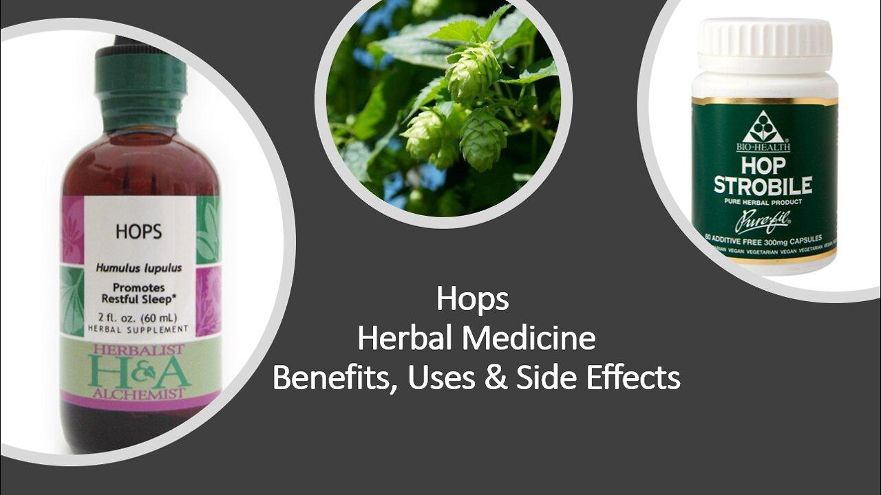 Hops - Herbal Medicine - Benefits, Uses & Side Effects