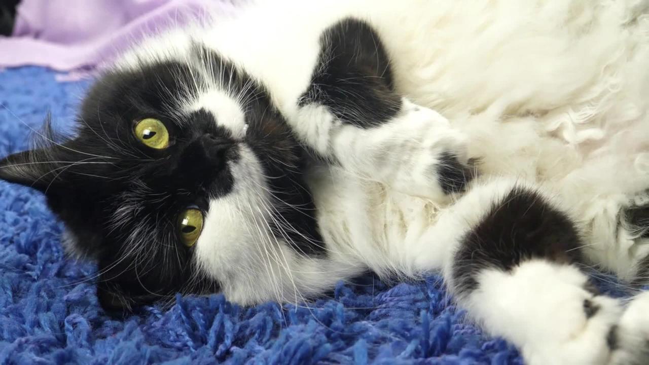 Black white longhair cat lies on blue carpet on floor at home. Cute and smart domestic pet