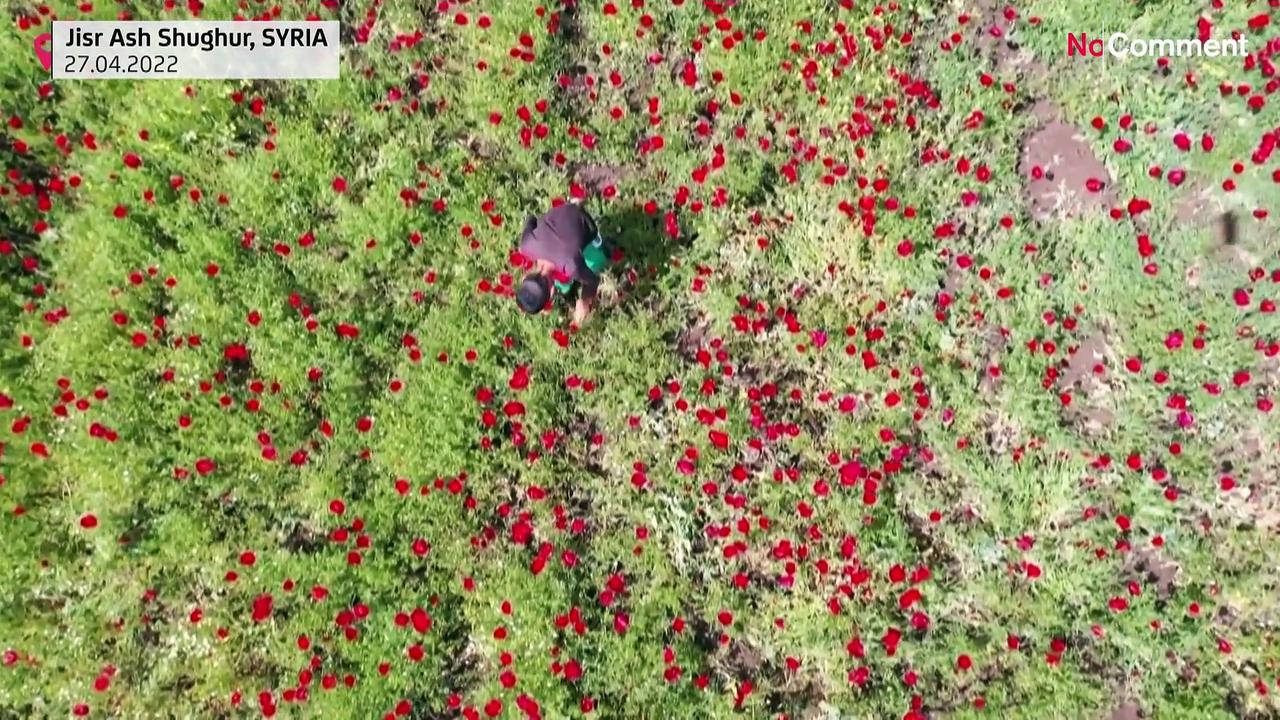 Flowers bloom in war-torn Syria's battered province of Idlib