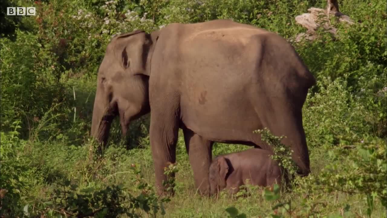 Elephant Steals Calf from Another Female | BBC Earth