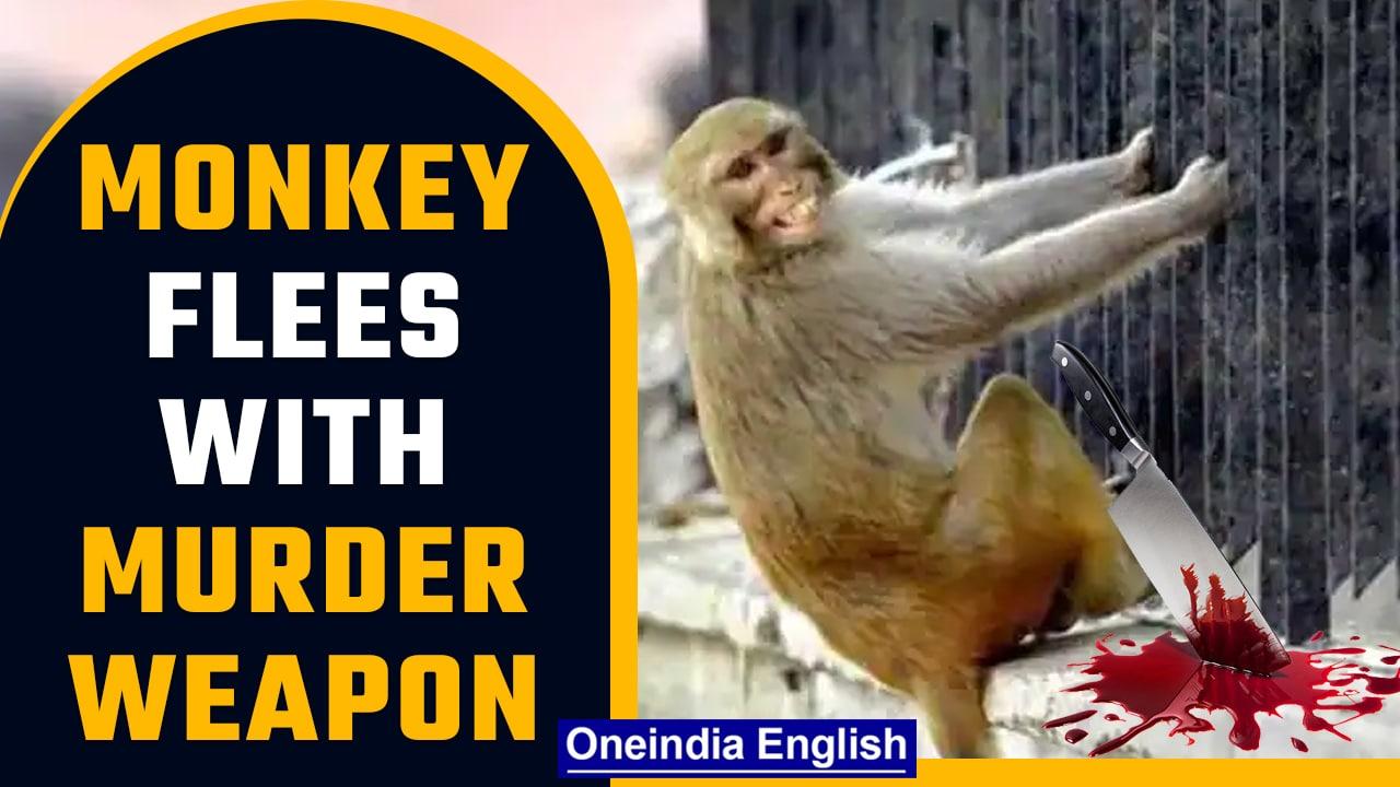 Rajasthan: Monkey flees with bag of evidence in murder case, Jaipur police tell court |Oneindia News