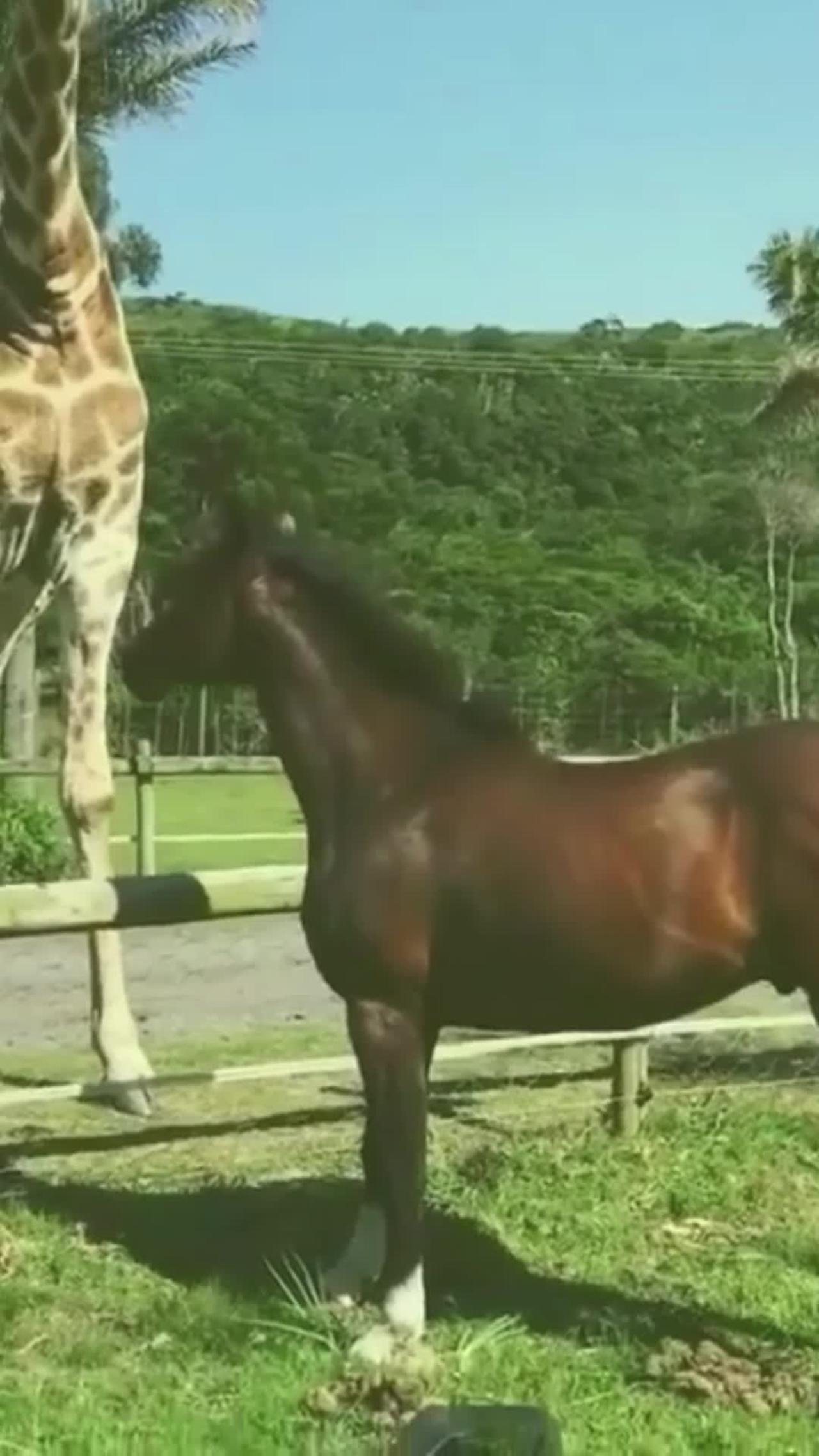 #animal actions #brown horse 🐴and giraffe 🦒 amazing actions# |#shorts|#horses