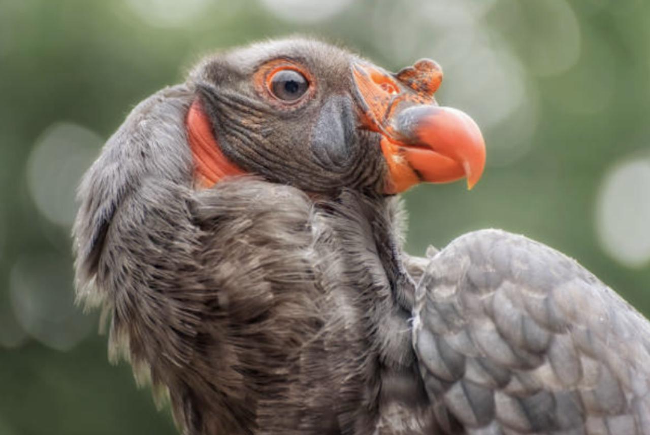 Condors Reintroduced to CA Coastal Redwoods for First Time in a Century