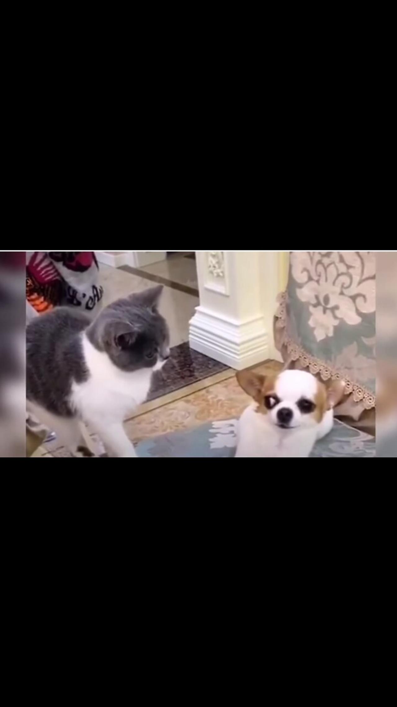Very Funny Videos 😀 Cute Dog 🐕 and So Funny 🐈 Cat