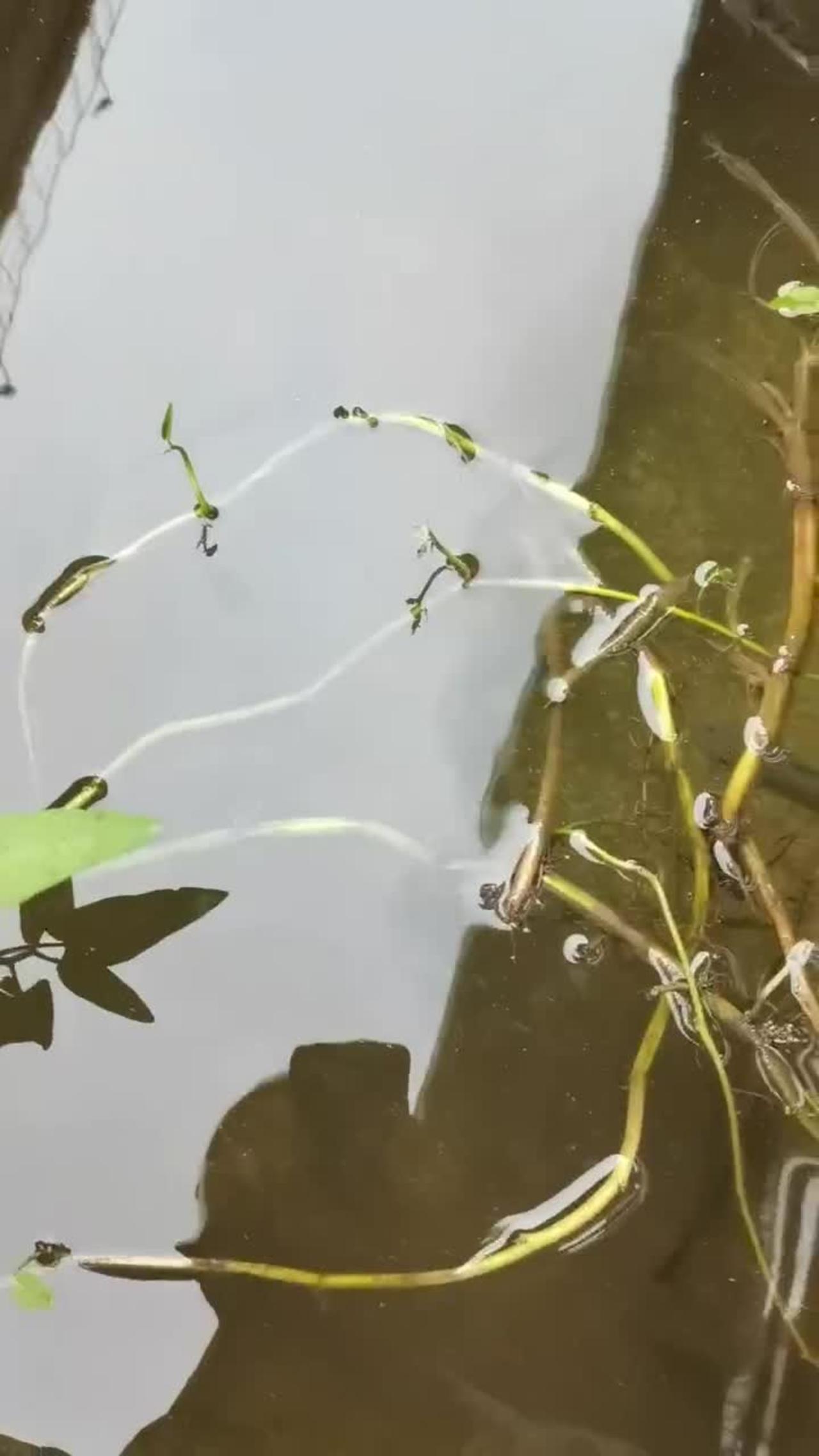 Small fish swimming in the pond,